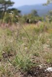 Asperula tenella