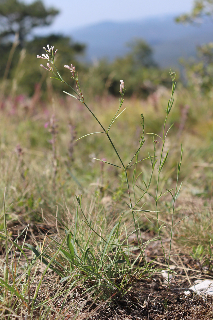 Image of Asperula tenella specimen.