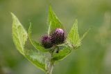 genus Cirsium. Верхушка растения с раскрывающимися соцветиями. Краснодарский край, Адлерский р-н, окр. с. Эстосадок, северный склон хр. Аибга, выс. ≈ 2100 м н.у.м., субальпийский луг. 11.08.2020.