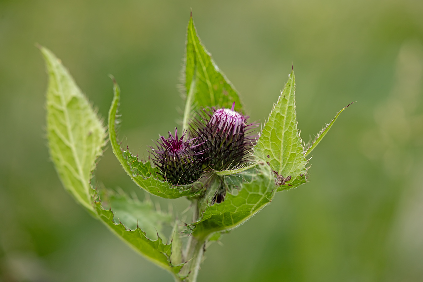 Изображение особи род Cirsium.