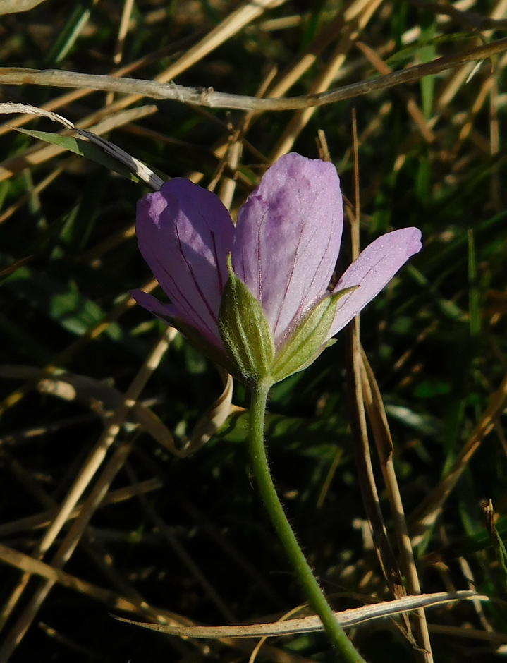 Image of Geranium collinum specimen.