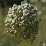 Allium cepa