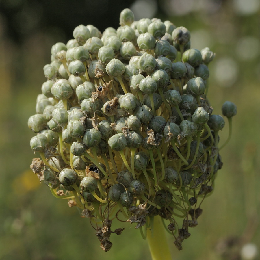Image of Allium cepa specimen.