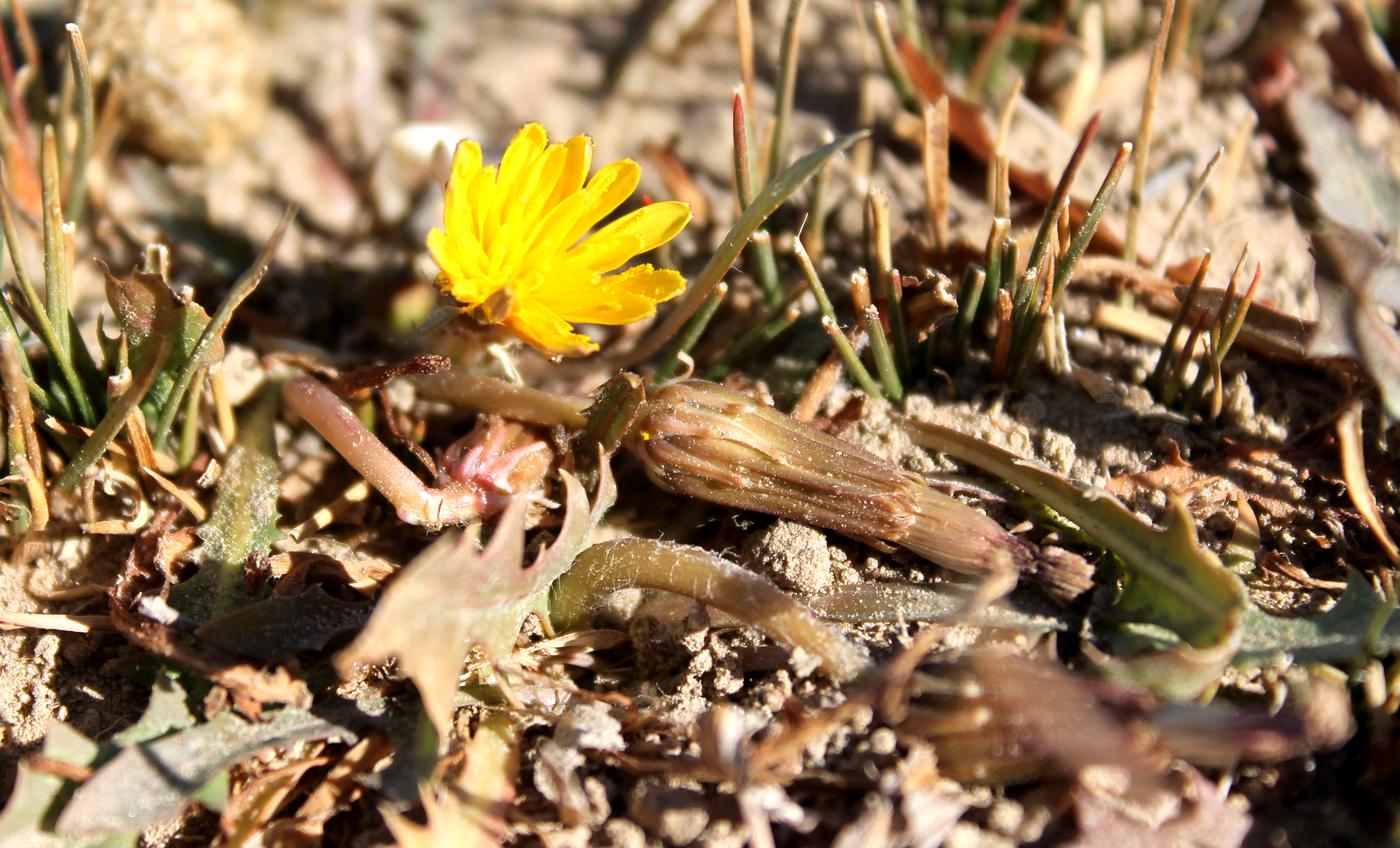 Изображение особи Taraxacum glaucanthum.