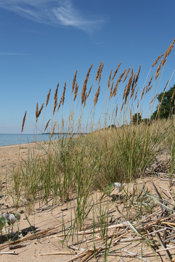 Image of Calamagrostis meinshausenii specimen.