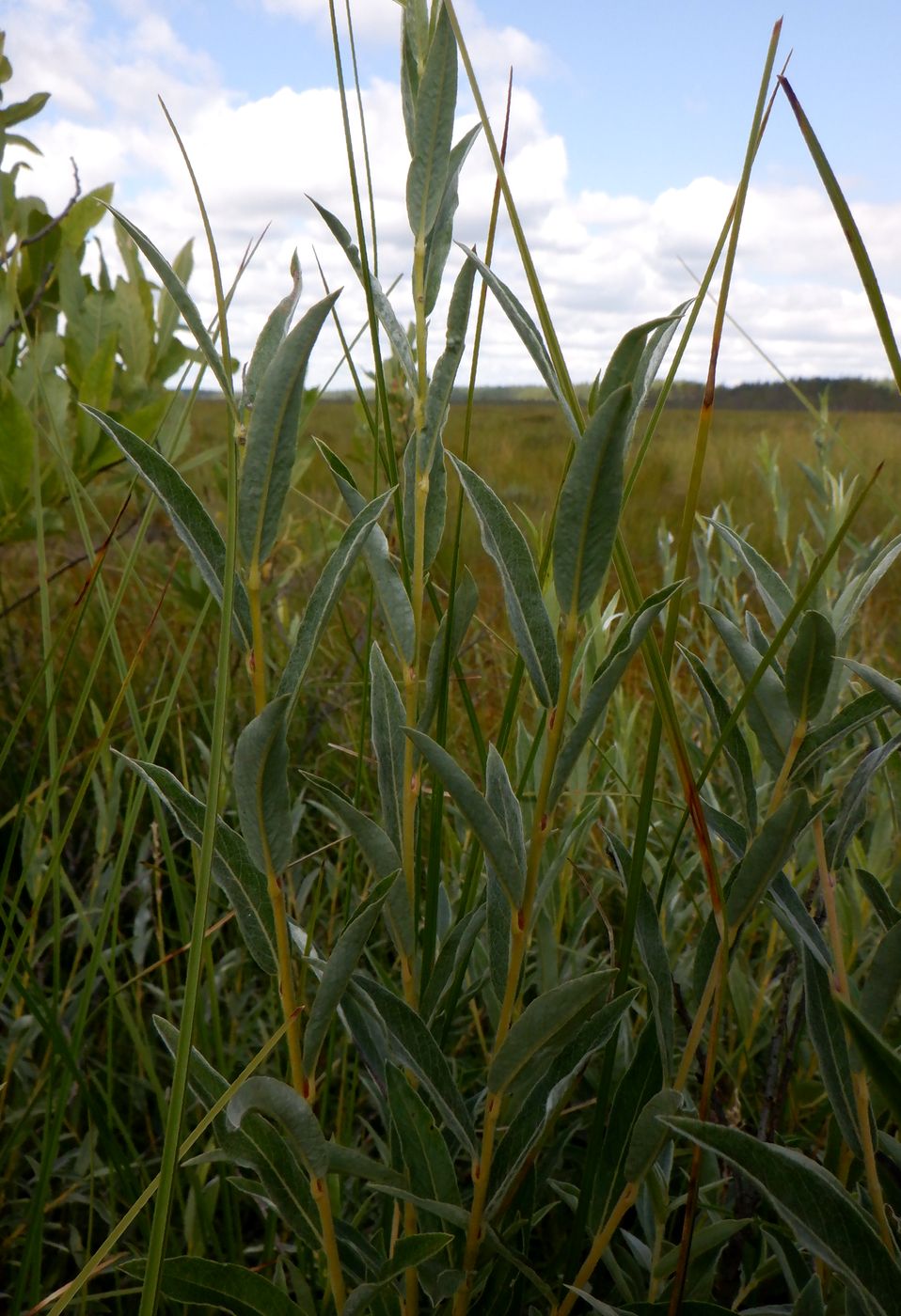 Image of Salix rosmarinifolia specimen.