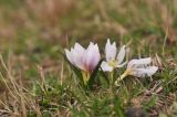 Colchicum szovitsii