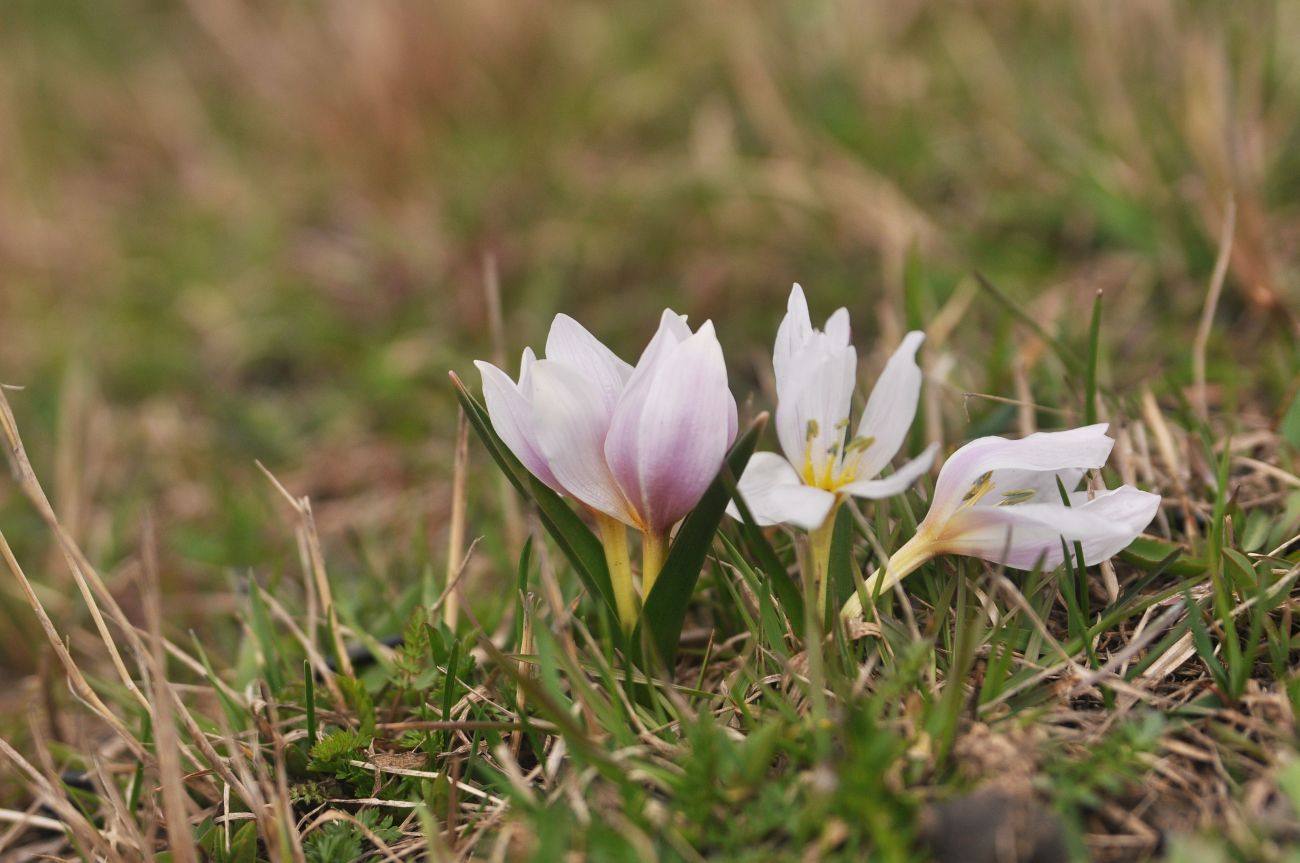 Изображение особи Colchicum szovitsii.