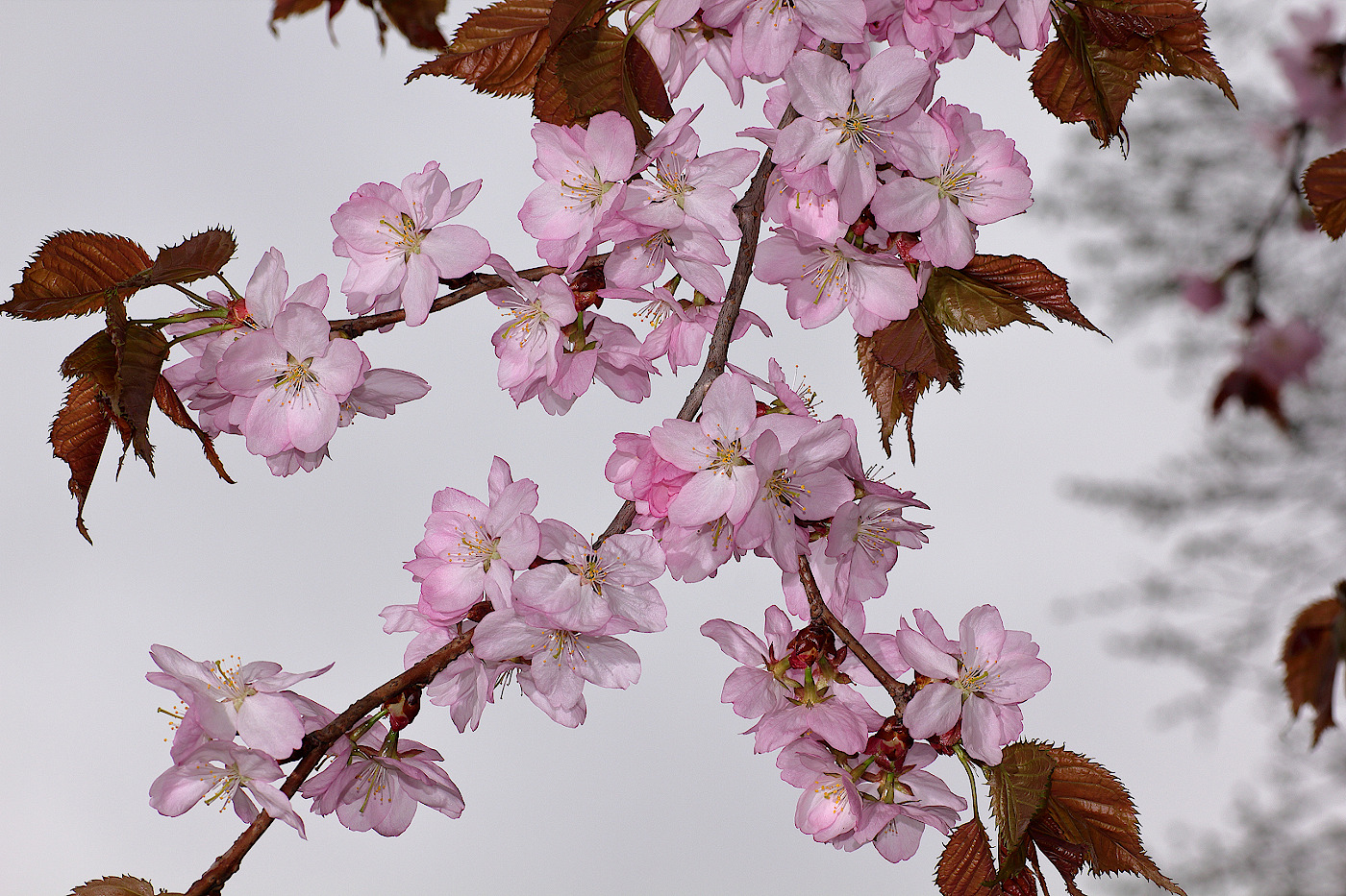 Изображение особи Cerasus sachalinensis.