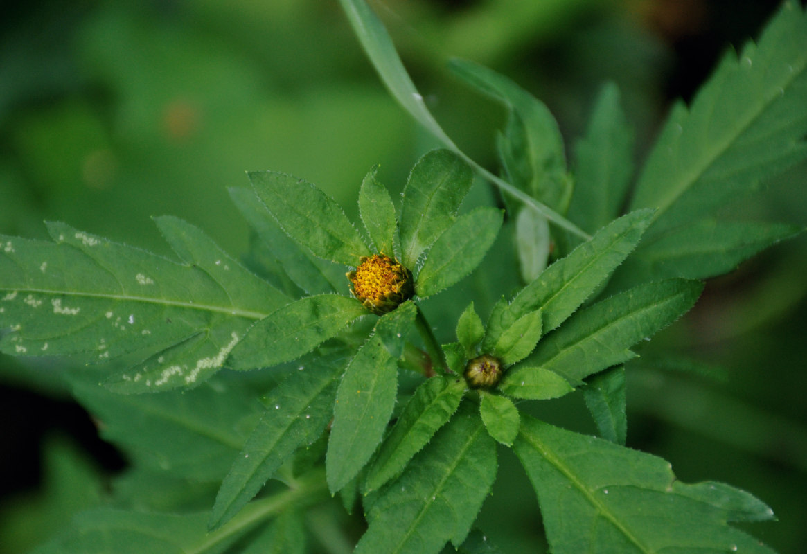 Image of Bidens tripartita specimen.