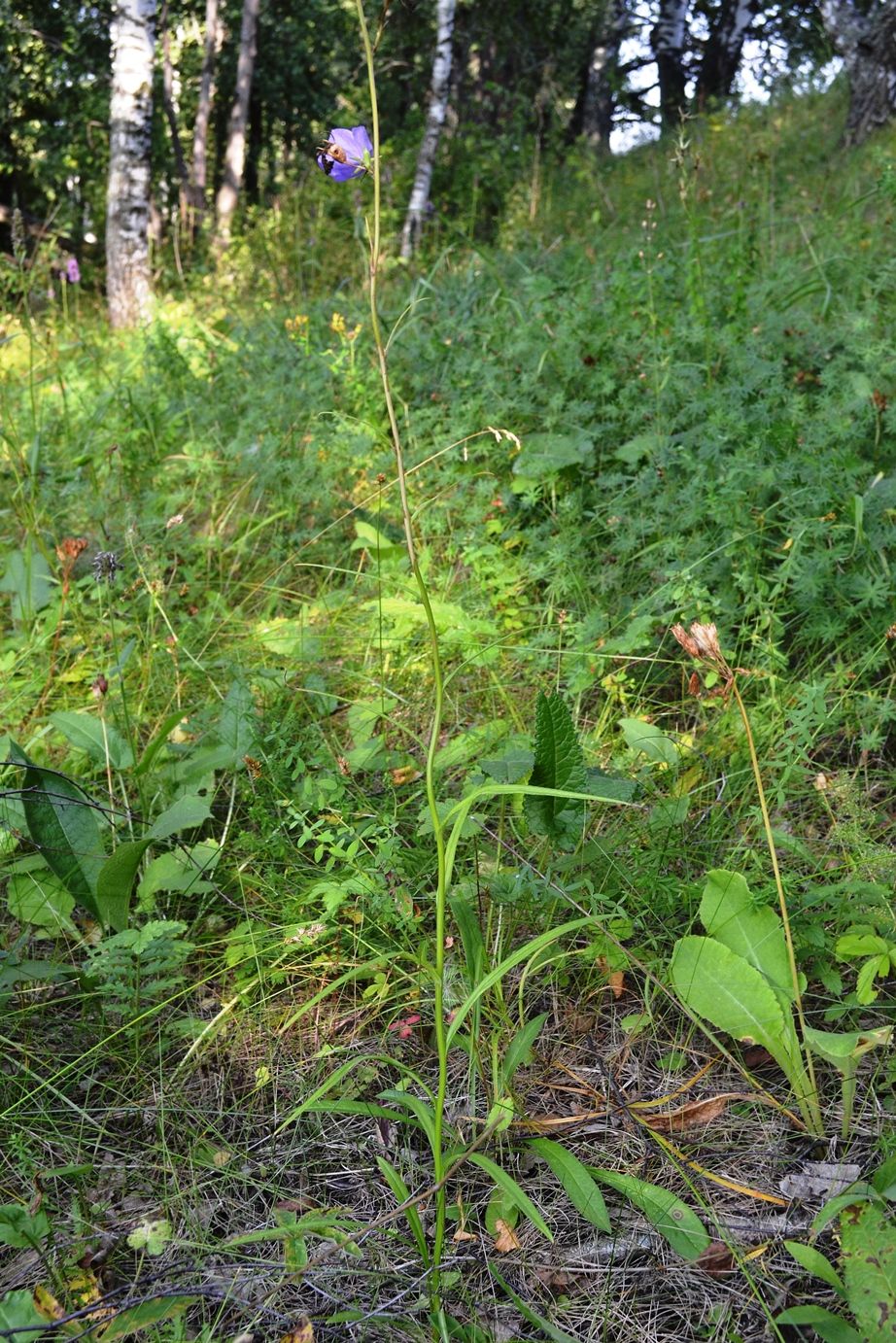 Image of Campanula persicifolia specimen.