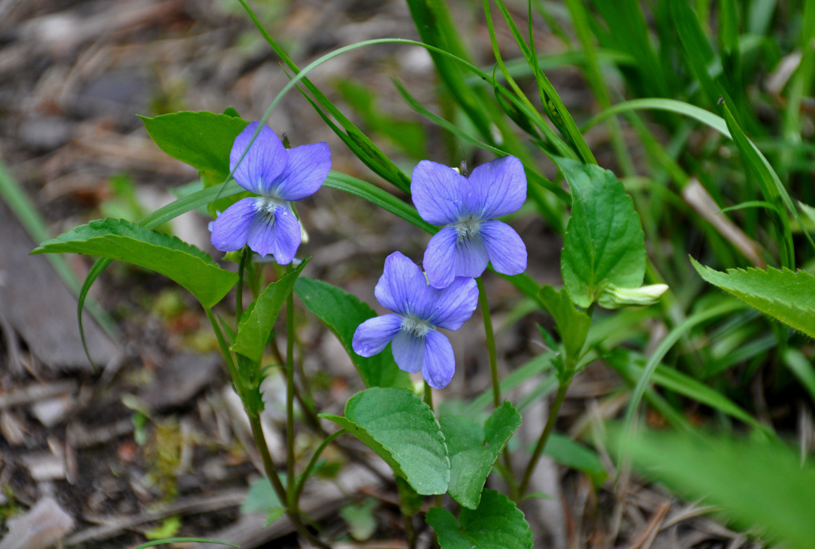 Image of Viola canina specimen.