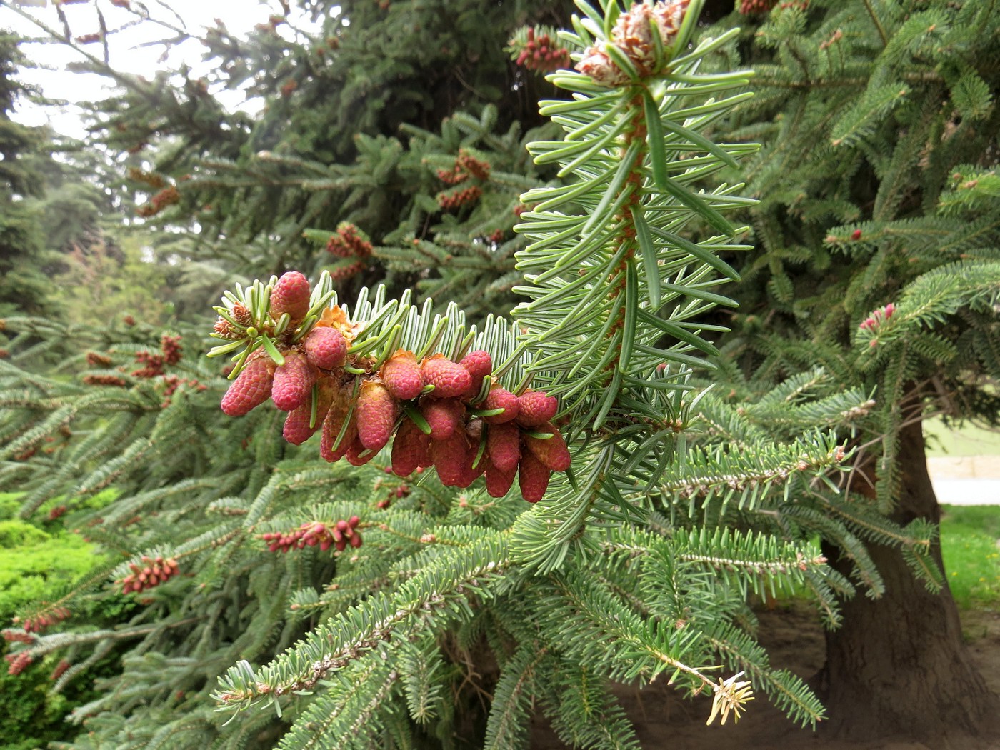 Изображение особи Abies pinsapo.