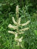 Veratrum dahuricum