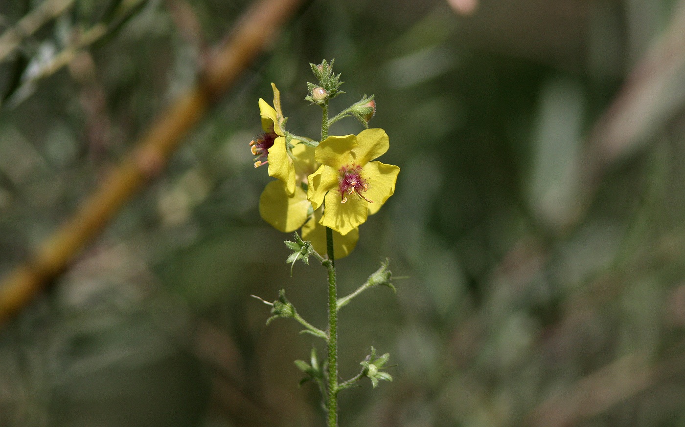 Image of Verbascum blattaria specimen.