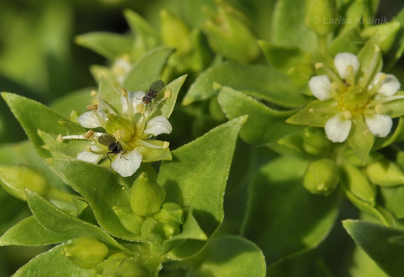 Изображение особи Honckenya peploides ssp. major.