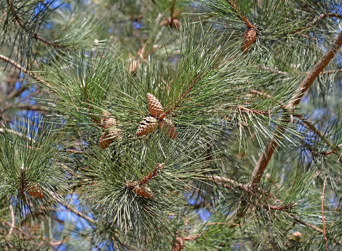 Изображение особи Pinus nigra.