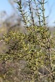 Haloxylon persicum. Ветви цветущего растения. Казахстан, Туркестанская обл., Сузакский р-н, Западная Бетпак-Дала, окр. пос. Кыземшек (бывш. Степной), равнинная полынно-боялычная пустыня, на песчаной почве. 28 апреля 2021 г.