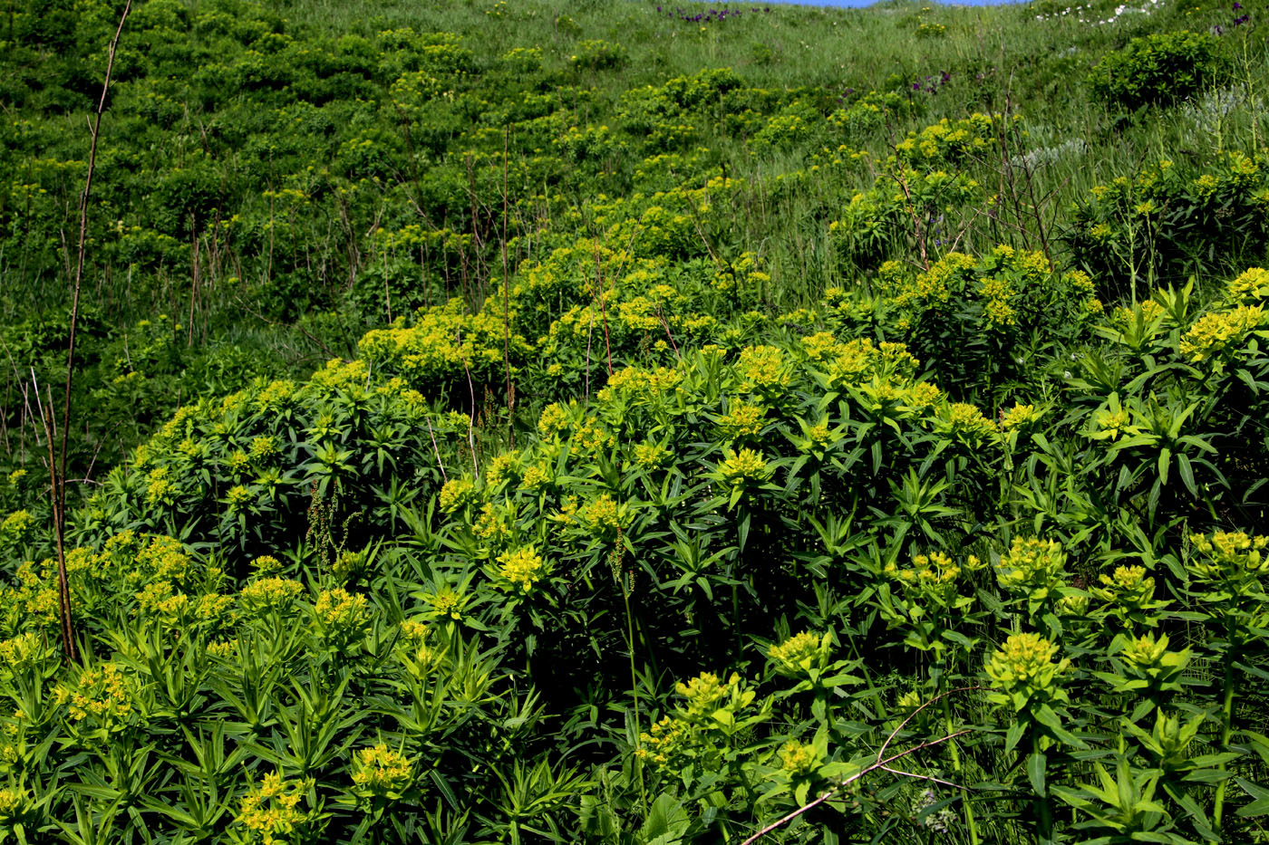 Изображение особи Euphorbia semivillosa.