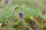 Pulsatilla campanella