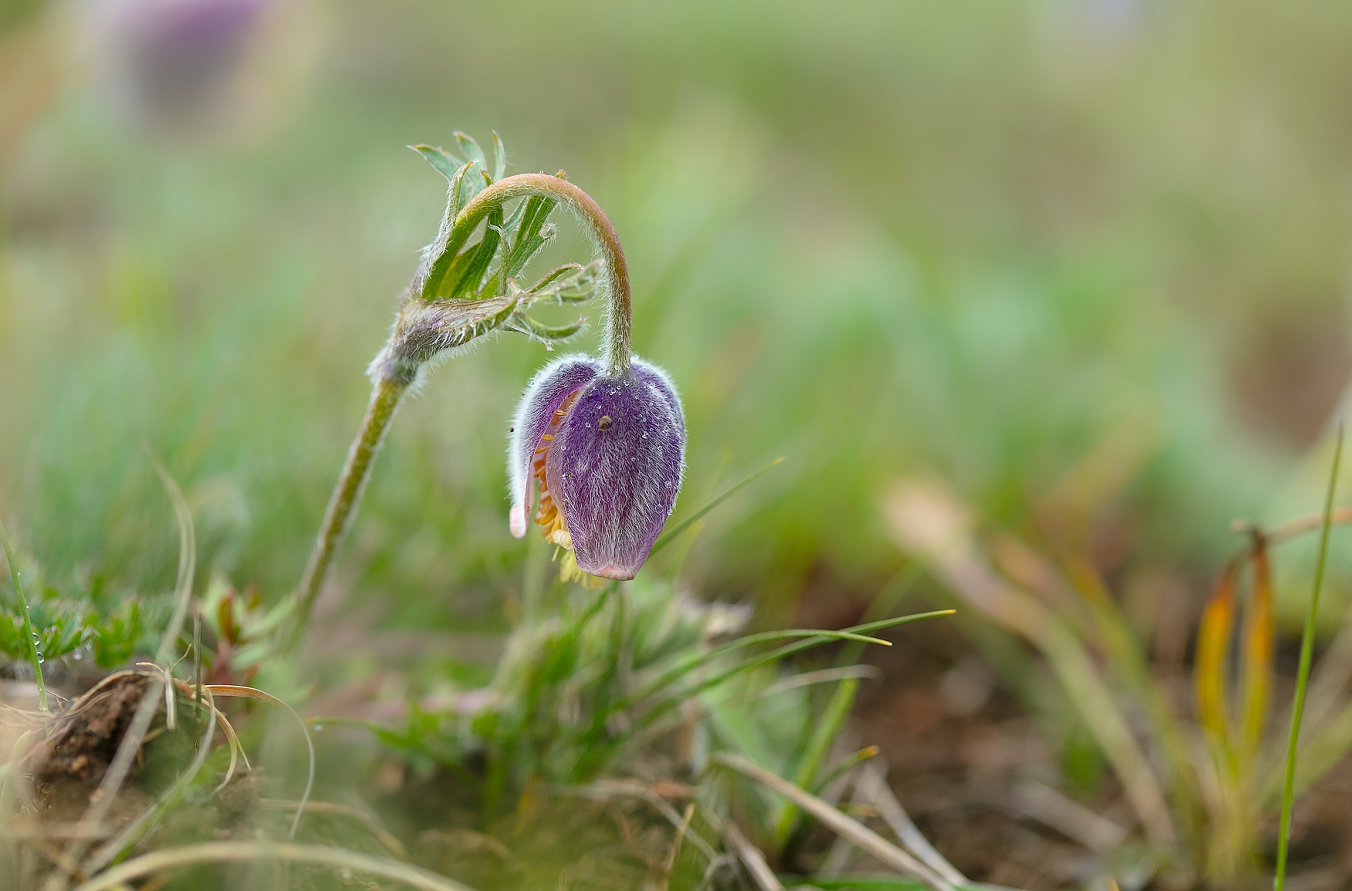 Изображение особи Pulsatilla campanella.