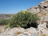 Helianthemum songaricum