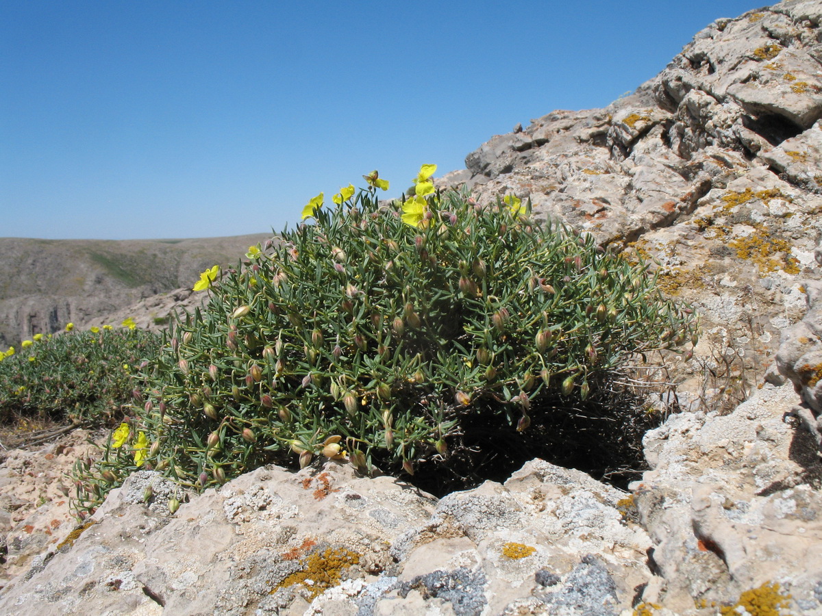 Image of Helianthemum songaricum specimen.