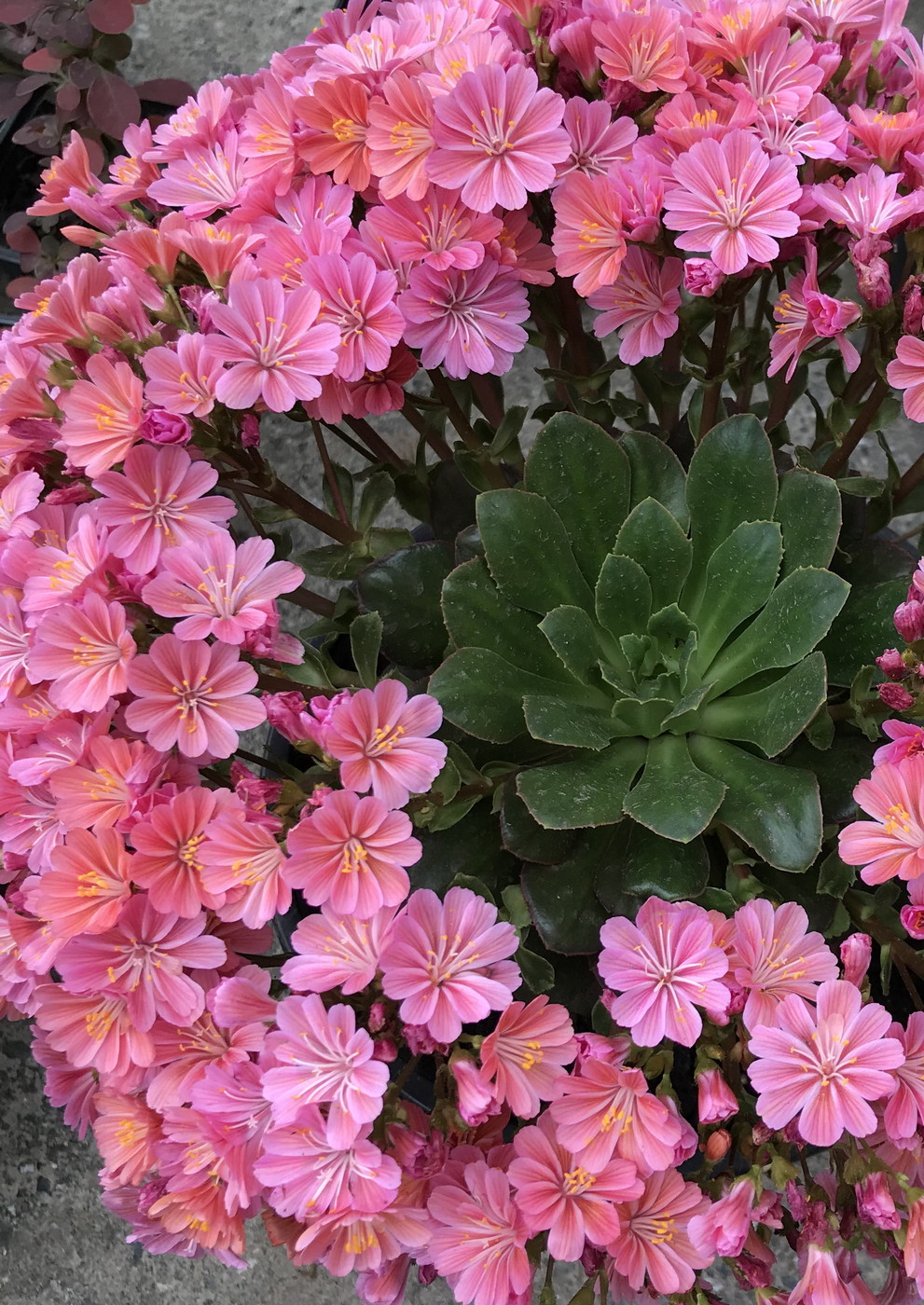 Изображение особи Lewisia cotyledon.