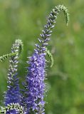 Veronica longifolia. Верхняя часть соцветия. Ульяновская обл., окр. г. Димитровград, пойма р. Бол. Черемшан, левобережная часть, старица оз. Горелое, прибрежный луг. 27.06.2021.