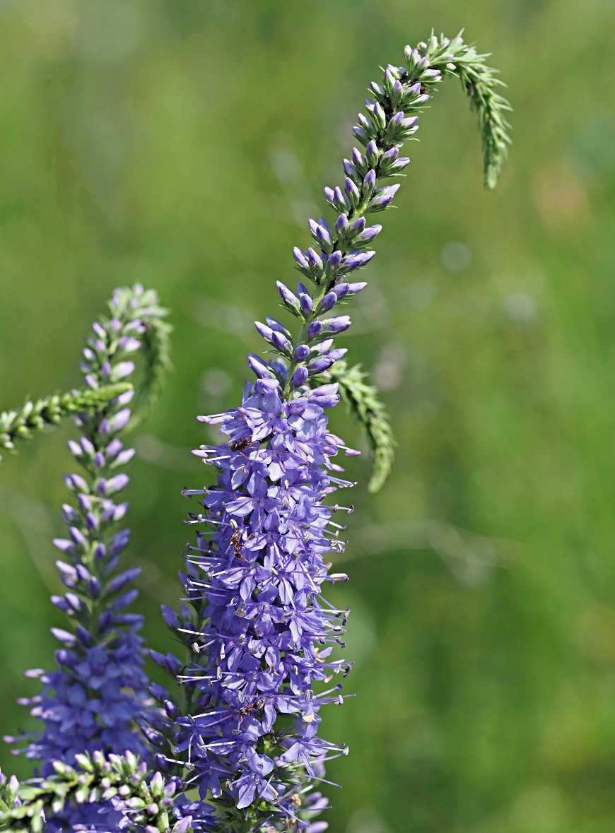 Изображение особи Veronica longifolia.