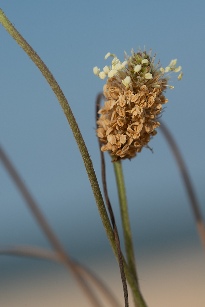 Image of Plantago lanceolata specimen.