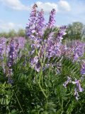 Vicia tenuifolia