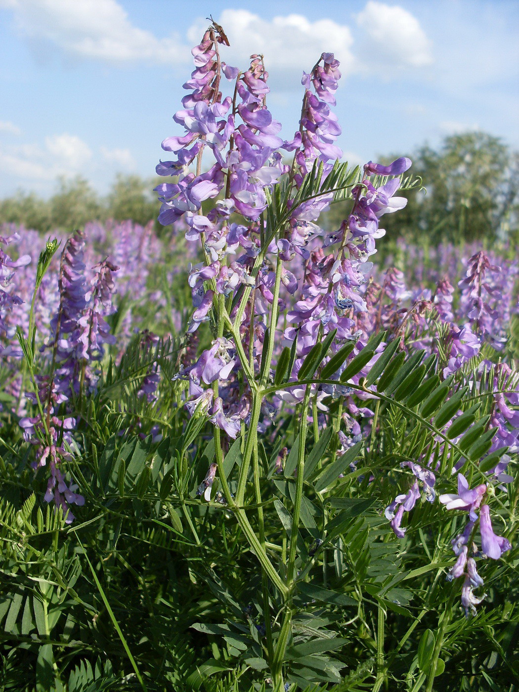 Image of Vicia tenuifolia specimen.