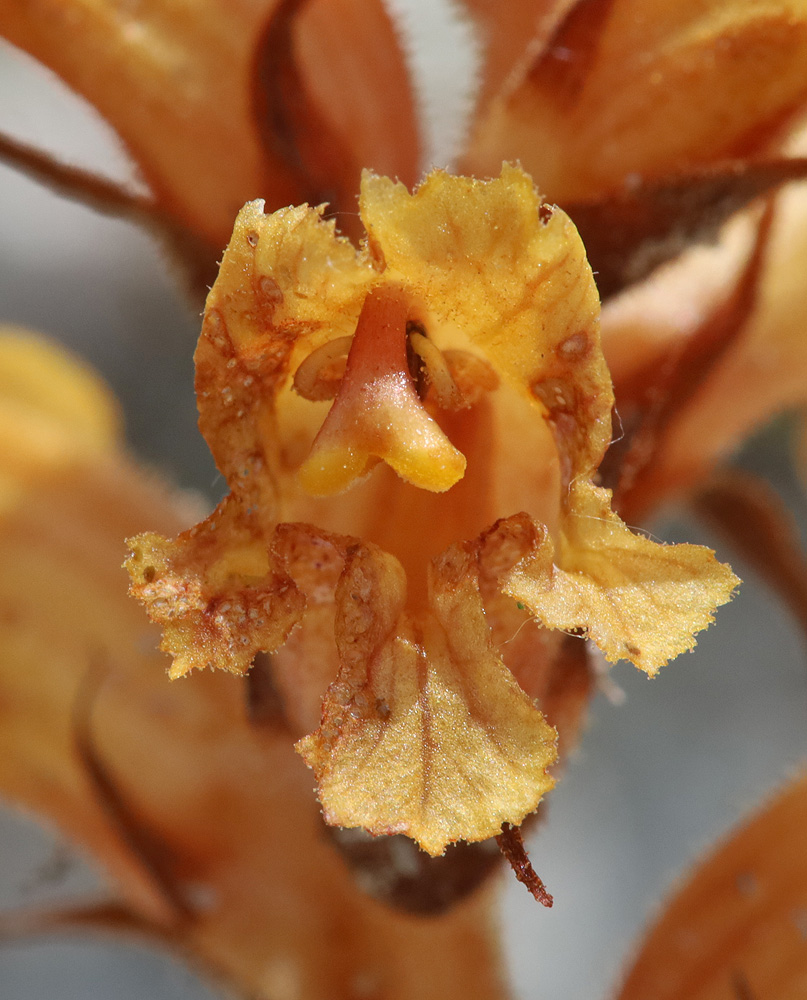 Image of Orobanche alba ssp. xanthostigma specimen.