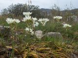 Ornithogalum arabicum. Цветущие растения с отдыхающими улитками. Греция, Эгейское море, о. Сирос, пос. Фабрика (Φάμπρικα), заросший приусадебный участок. 30.04.2021.