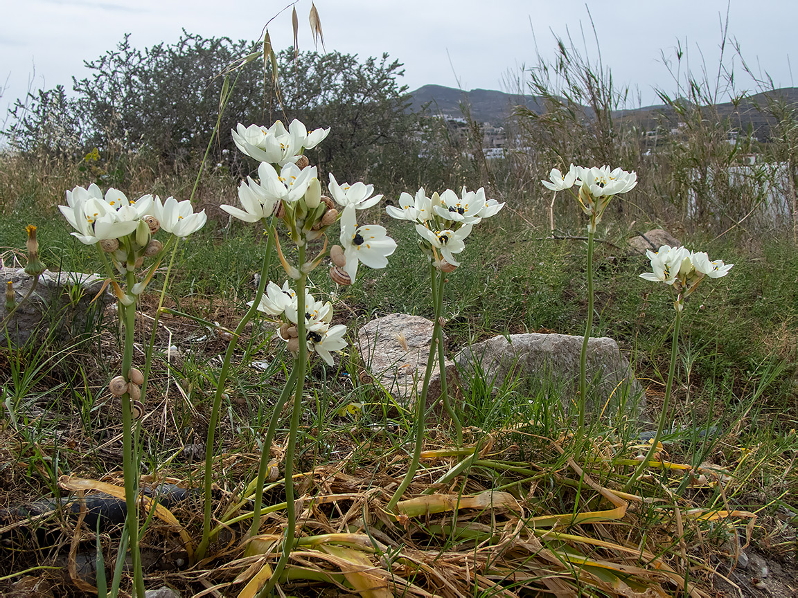 Image of Ornithogalum arabicum specimen.