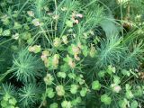 Euphorbia cyparissias