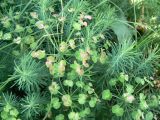 Euphorbia cyparissias. Верхушка отплодоносившего растения. Хабаровск, левый берег Амура, о. Кабельный, СНТ \"Дубки\". 14.07.2013.