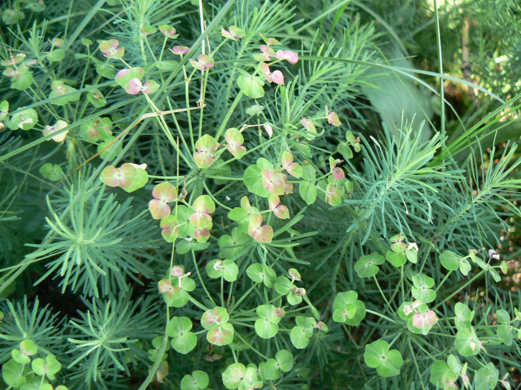 Изображение особи Euphorbia cyparissias.