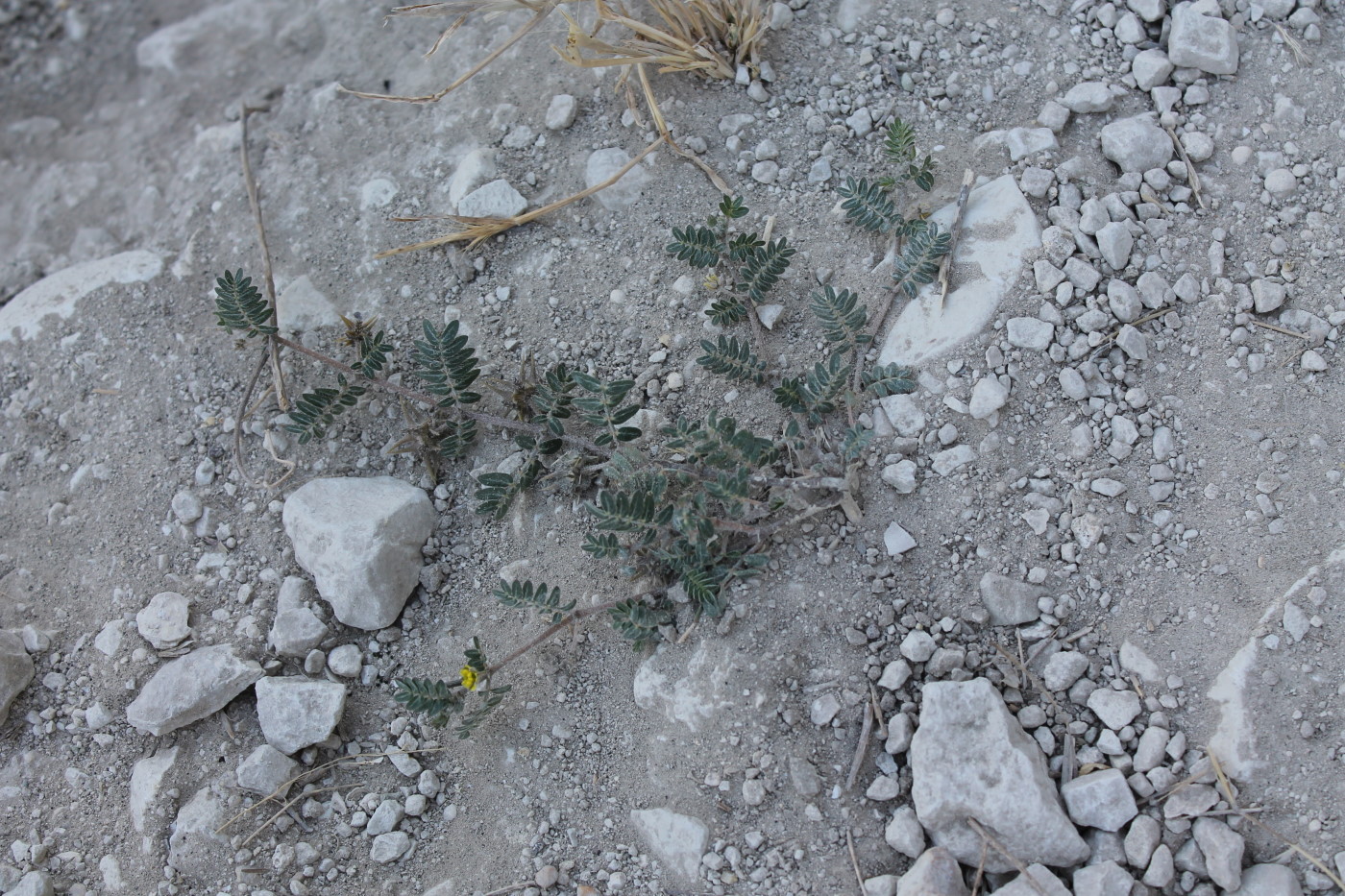 Изображение особи Tribulus terrestris.