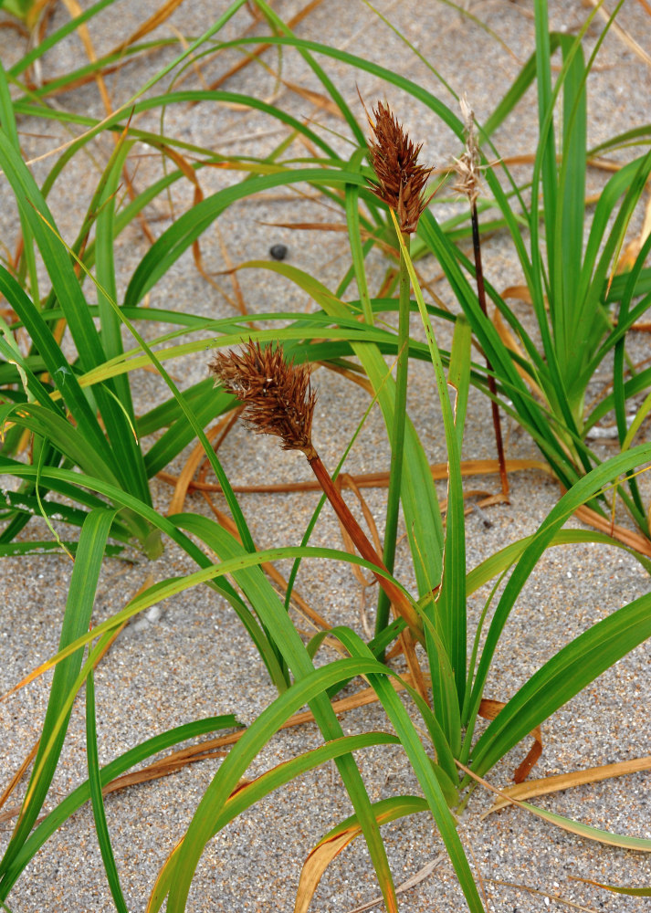 Изображение особи Carex macrocephala.