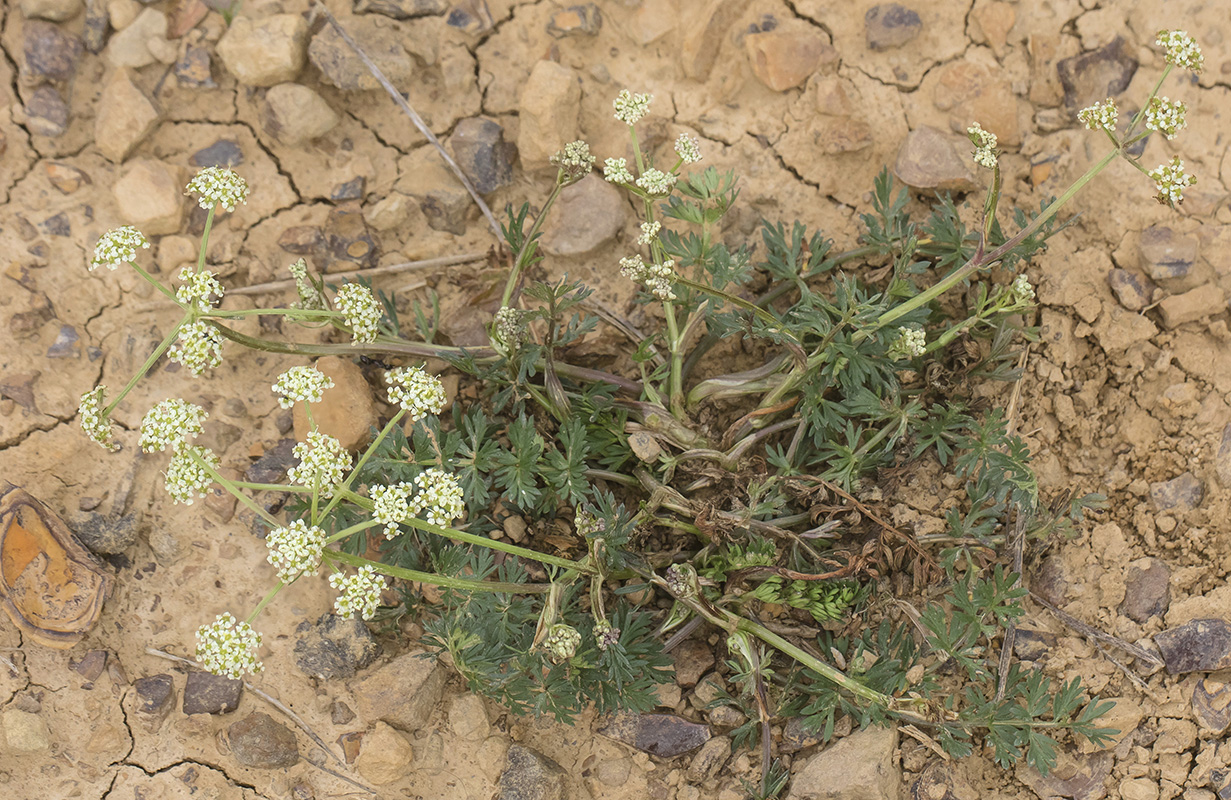 Image of familia Apiaceae specimen.