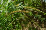 Carex acuta. Часть побега с доцветающими соцветиями. Свердловская обл., Красноуфимский округ, Усть-Машский сельский совет, окр. дер. Русский Усть-Маш, прибрежный галечниик. 13 июня 2021 г.