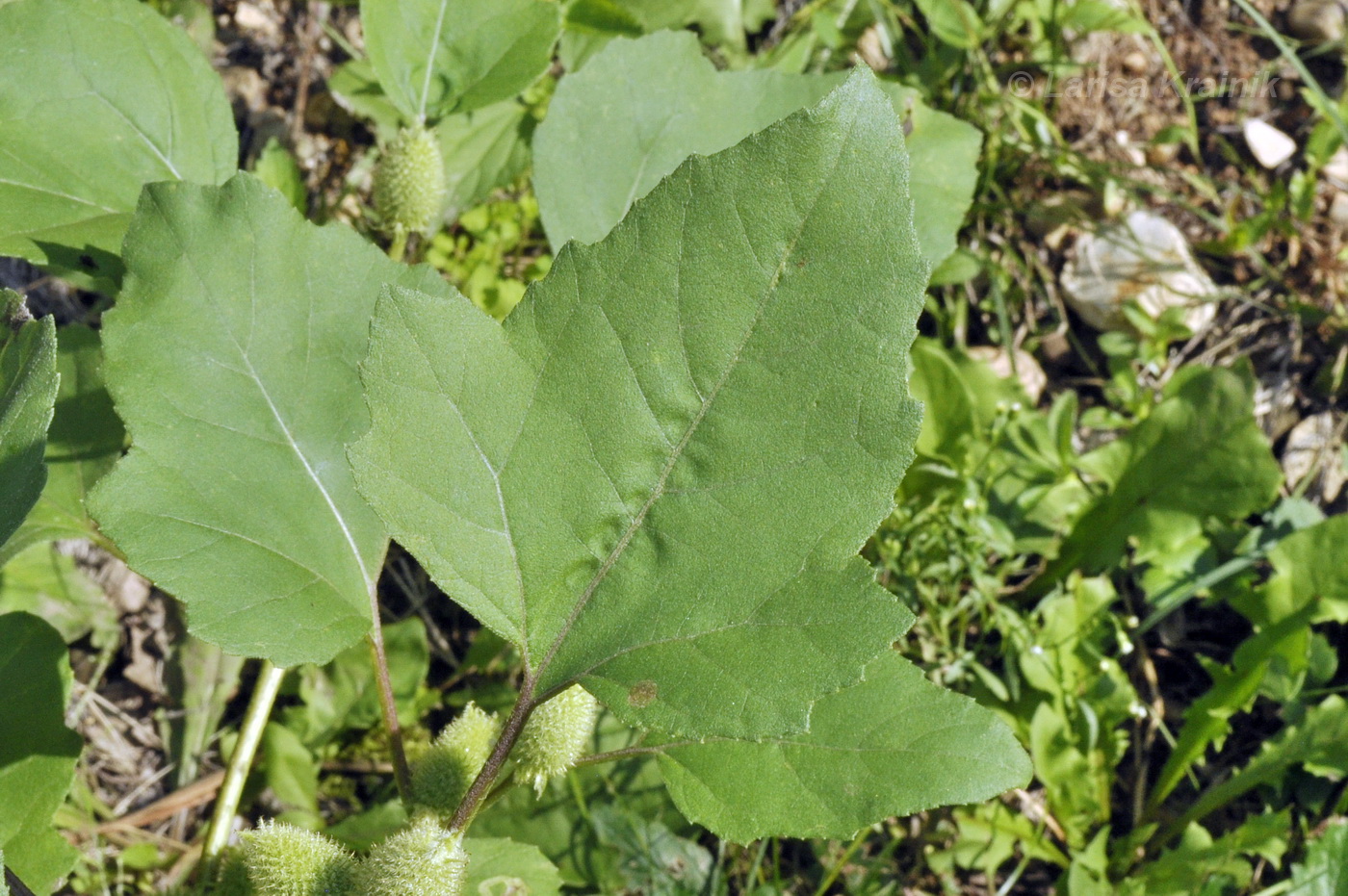 Image of Xanthium orientale specimen.