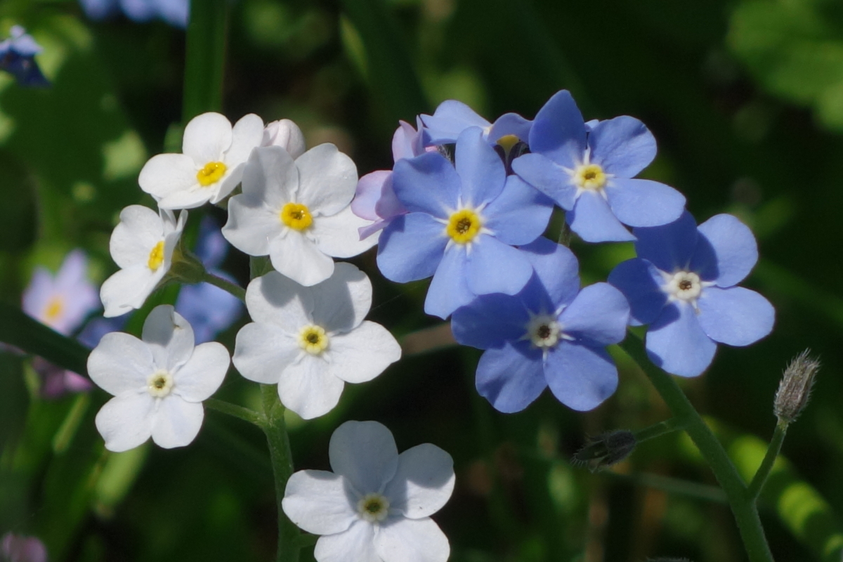 Image of Myosotis sylvatica specimen.