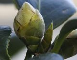 Image of taxon representative. Author is Роланд Цандекидис