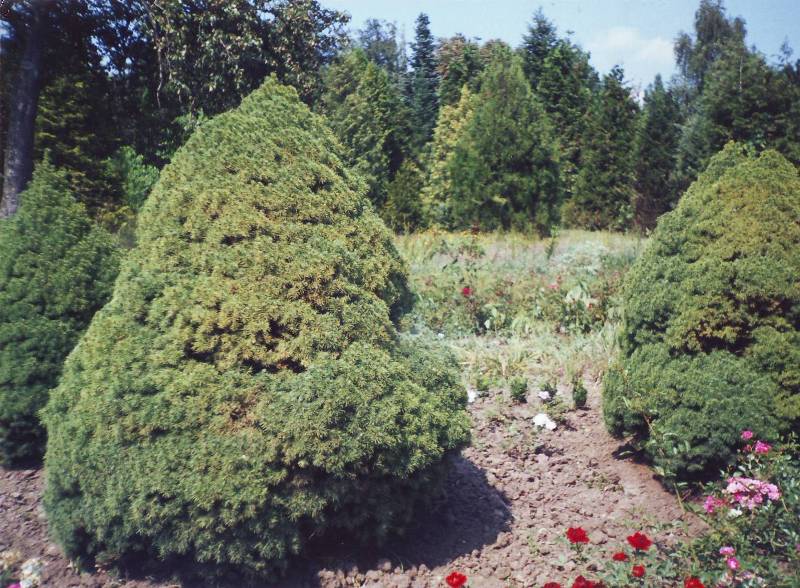 Изображение особи Picea glauca.