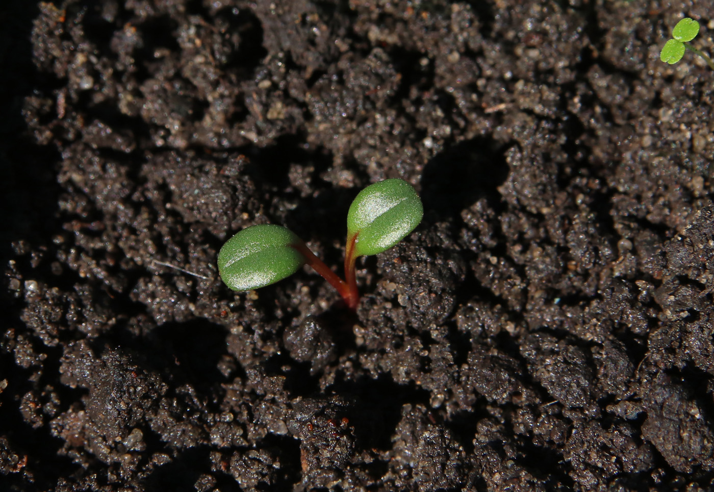 Изображение особи Oenothera macrocarpa.