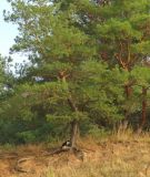 Pinus sylvestris. Группа взрослых растений с частично обнажённой корневой системой. Ростовская обл., Усть-Донецкий р-н, окр. хут. Крымский, песчаный склон. 16.10.2021.