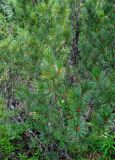 Pinus pumila. Верхушки ветвей с микростробилами. Хабаровский край, р-н им. Полины Осипенко, долина р. Гремячий Лог, опушка хвойного леса. 19.07.2021.